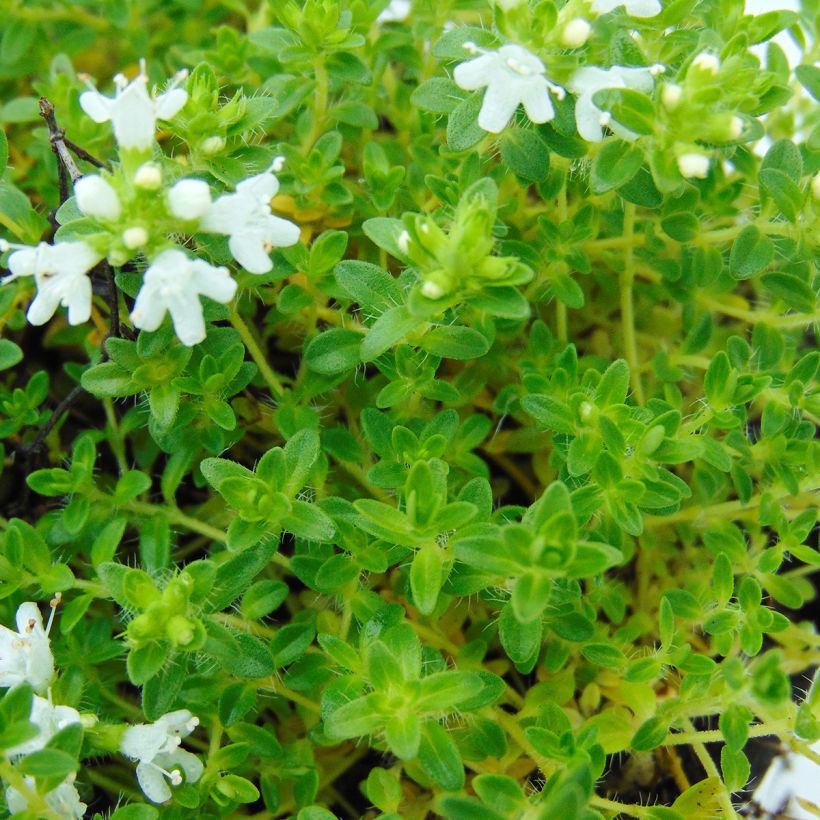 Thym précoce - Thym praecox Albiflorus (Foliage)