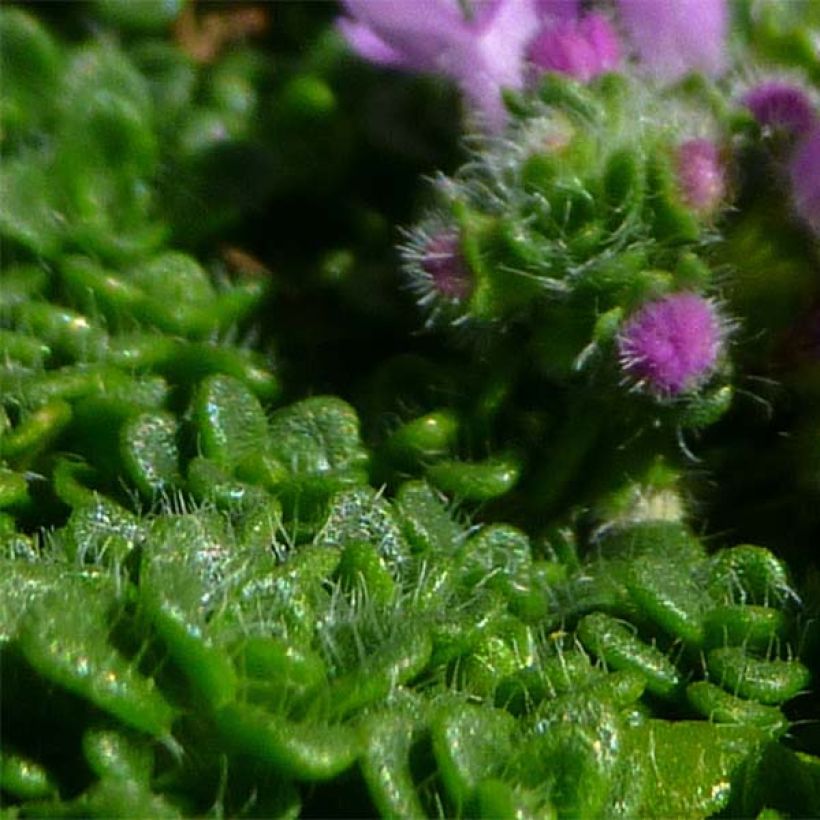 Thym serpolet Elfin - Thymus serpyllum (Foliage)