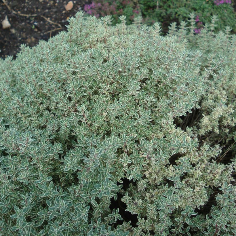 Thym citron panaché - Thymus citriodorus Silver Queen (Plant habit)