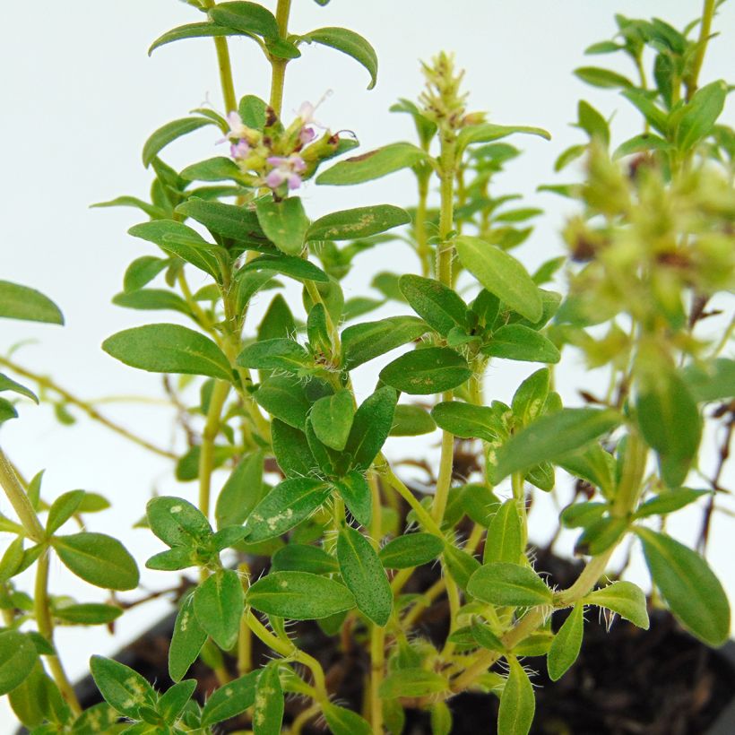 Thymus nitens - Thym luisant (Foliage)