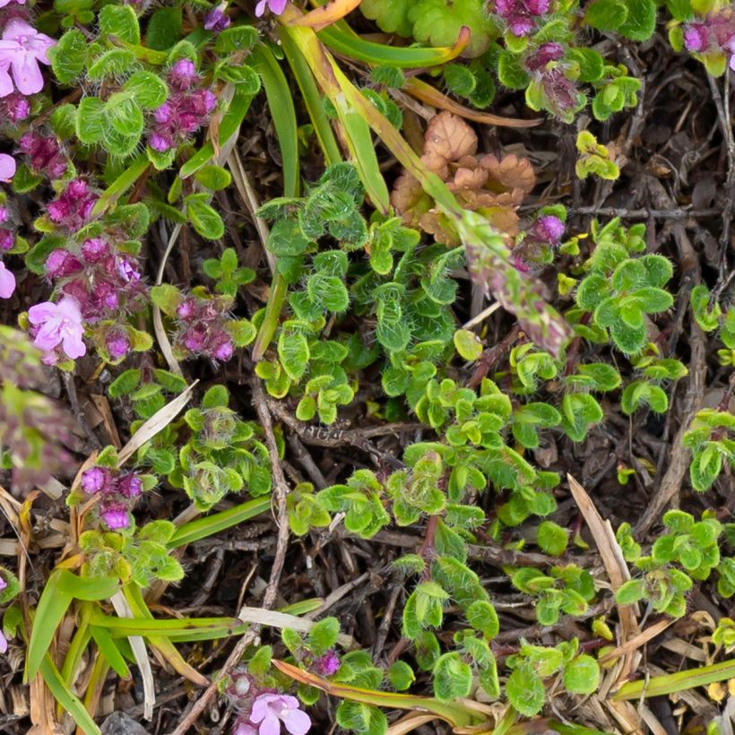Thymus praecox Minor - Thym précoce (Foliage)