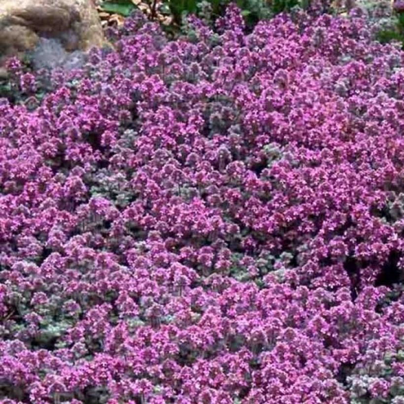 Thym laineux - Thymus pseudolanuginosus (Flowering)