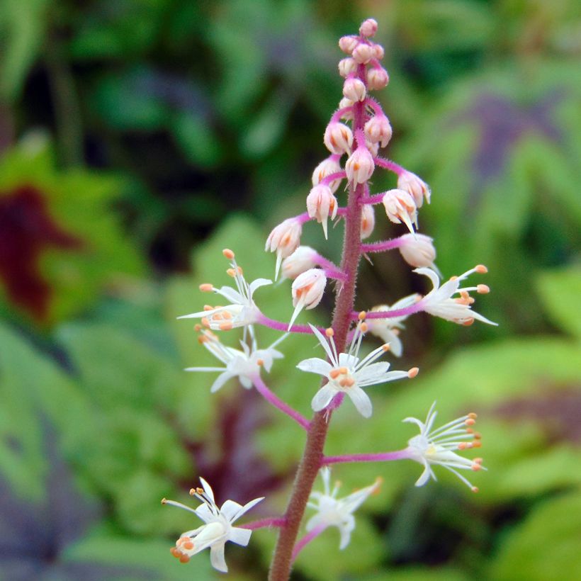Tiarelle Sugar and Spice (Flowering)