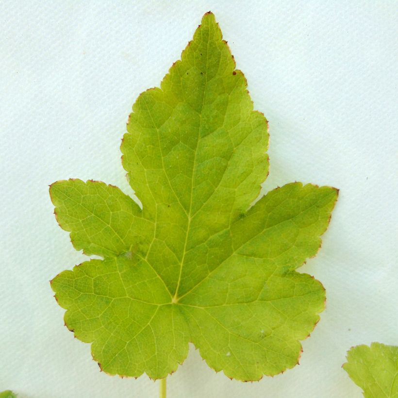 Tiarelle - Tiarella Running Tiger (Foliage)