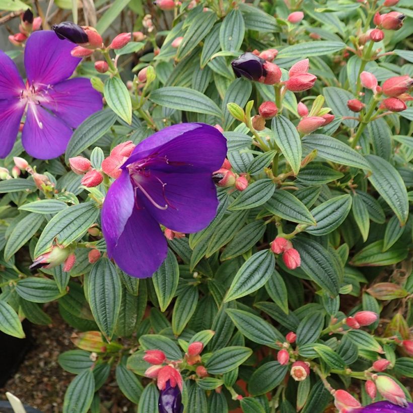 Tibouchina Groovy baby - Tibouchina nain (Plant habit)