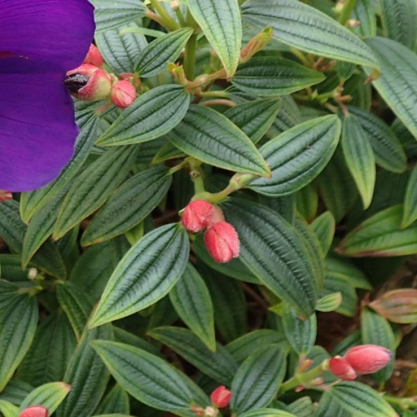 Tibouchina Groovy baby - Tibouchina nain (Foliage)