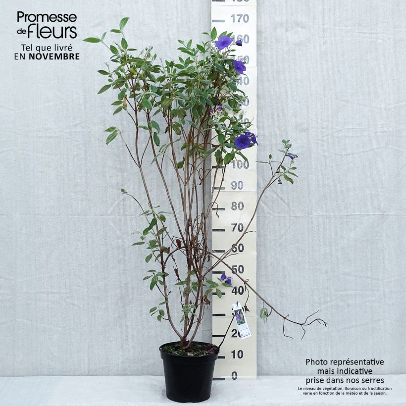 Example of Tibouchina semidecandra - Lasiandra Pot de 7,5L/10L as you get in automne