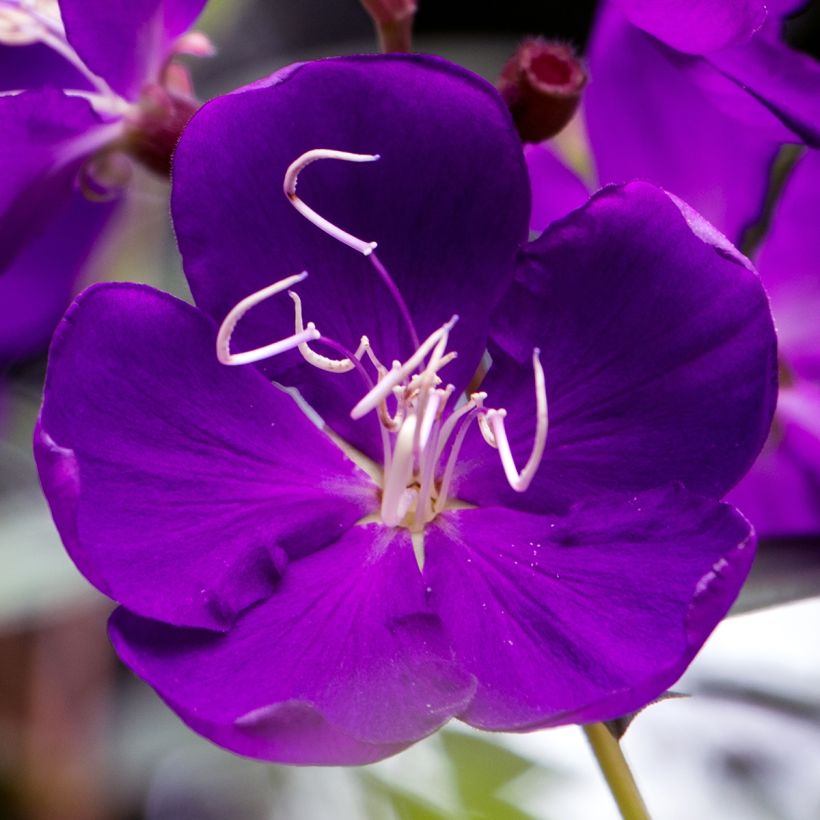 Tibouchina semidecandra - Lasiandra (Flowering)