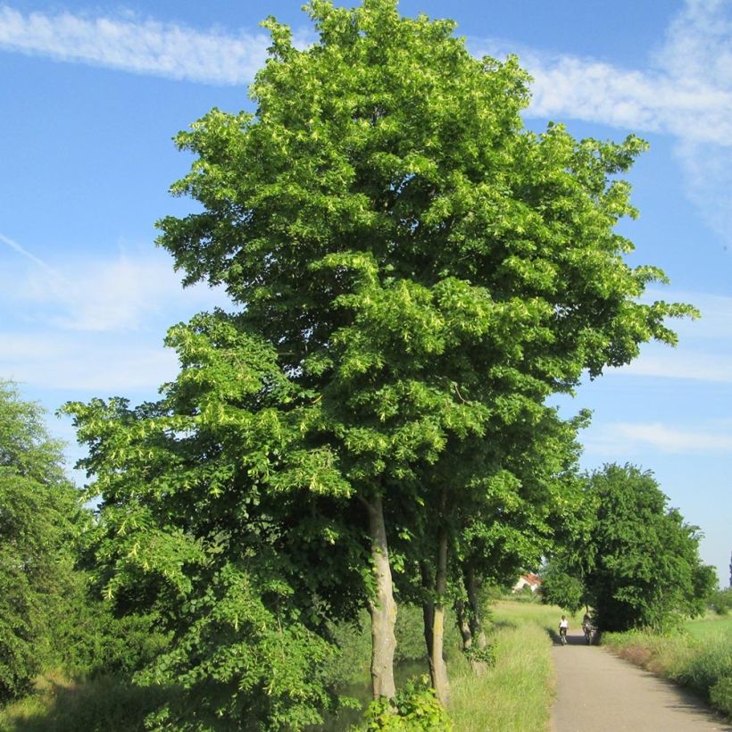 Tilia cordata - Tilleul à petites feuilles (Plant habit)