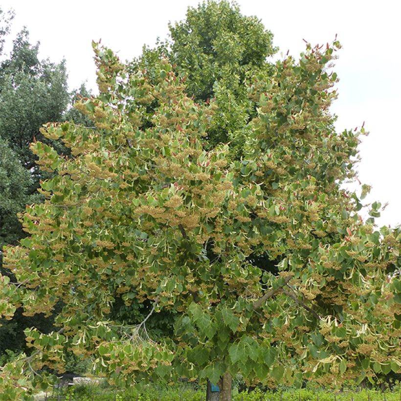 Tilleul de Henry - Tilia henryana (Plant habit)