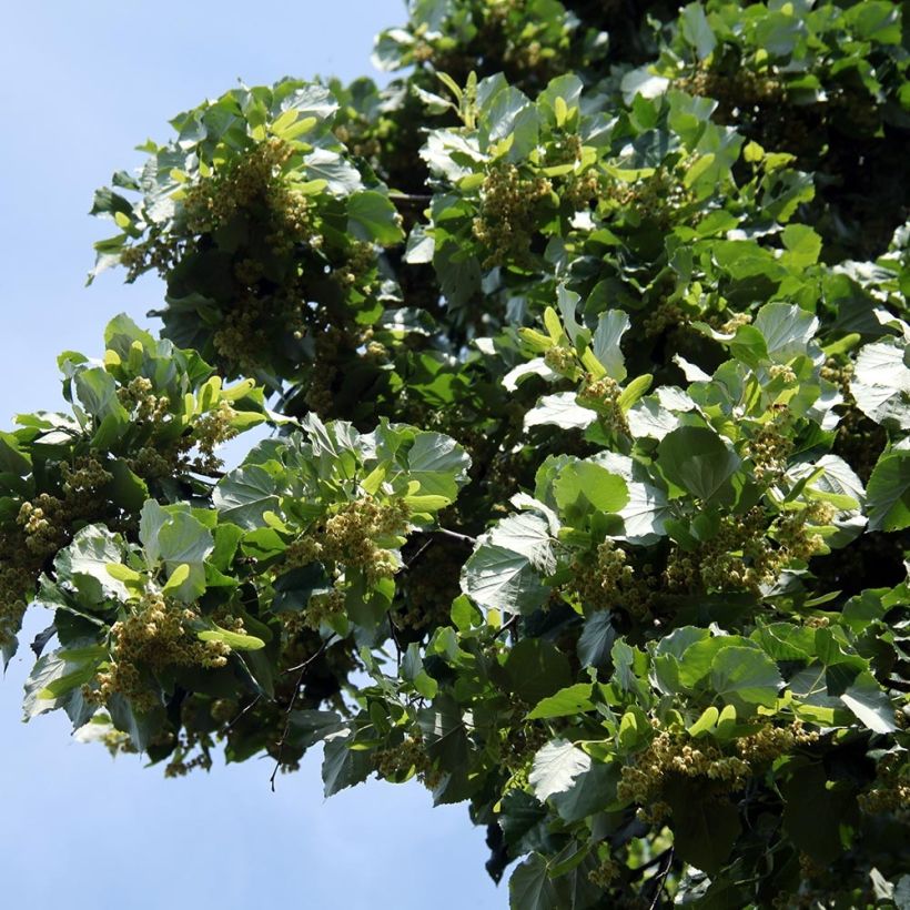 Tilleul à grandes feuilles - Tilia platyphyllos (Foliage)
