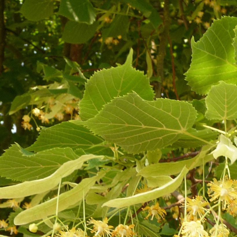 Tilleul à grandes feuilles - Tilia platyphyllos Rubra (Foliage)