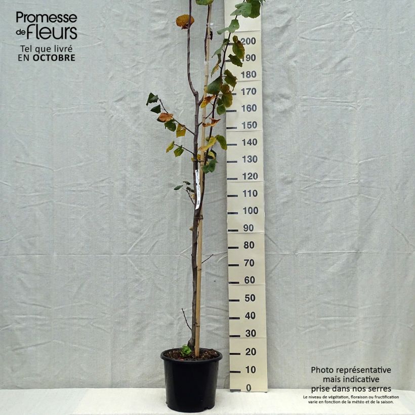 Example of Tilleul à grandes feuilles - Tilia platyphyllos Rubra Pot de 12L/15L, Baliveau as you get in automne