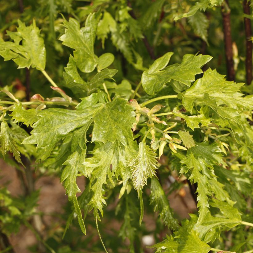 Tilleul hybride - Tilia x platyphyllos Henryk Eder (Foliage)