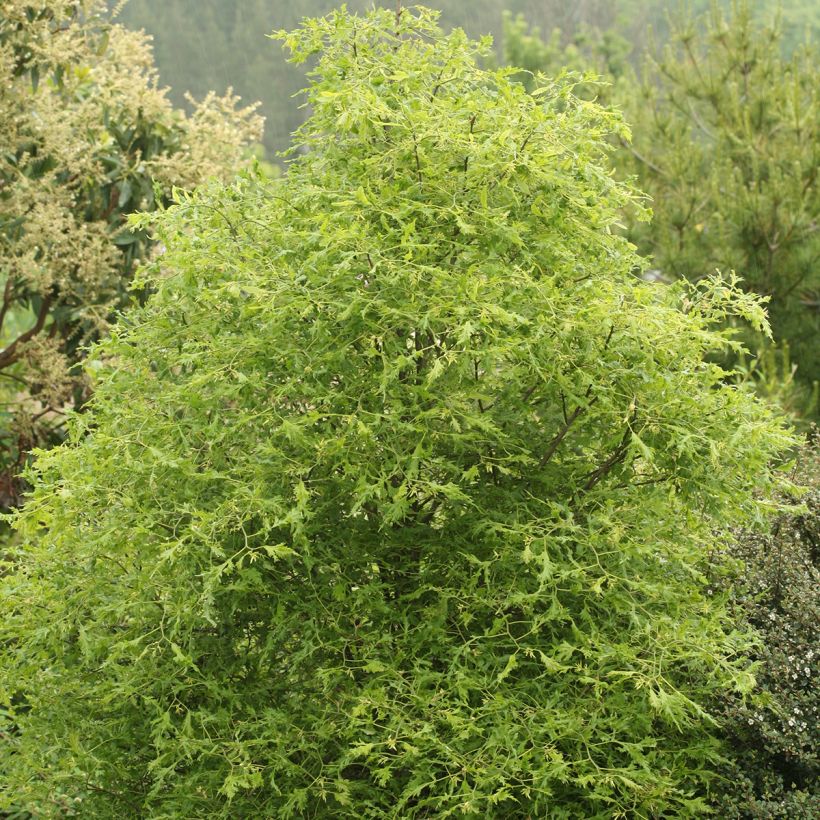Tilleul hybride - Tilia x platyphyllos Henryk Eder (Plant habit)
