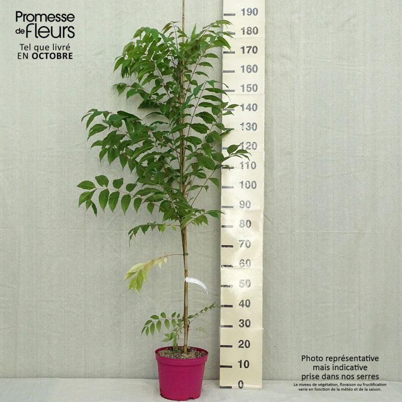 Example of Toona sinensis Flamingo - Acajou de Chine Pot de 4L/5L as you get in automne
