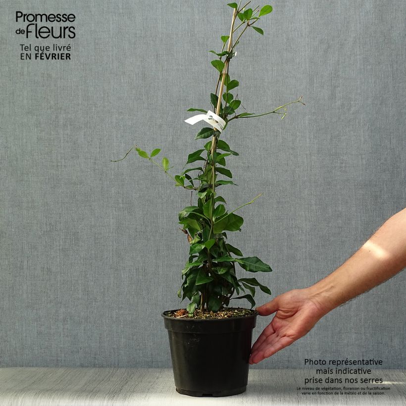 Example of Trachelospermum asiaticum Chili & Vanilla - Faux-jasmin  Pot de 3L/4L as you get in automne