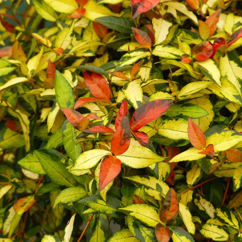 Trachelospermum asiaticum Ogon-Nishiki - Jasmin étoilé (Foliage)
