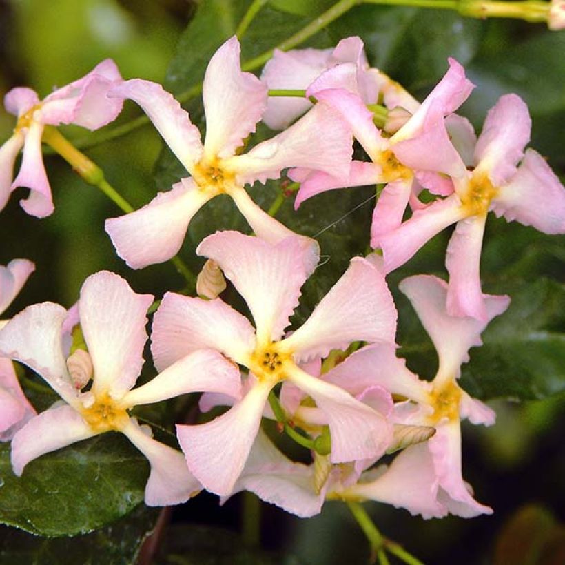 Trachelospermum asiaticum Pink Showers - Jasmin étoilé (Flowering)