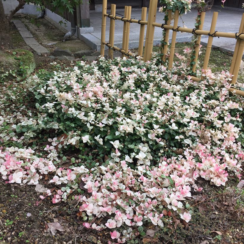 Trachelospermum asiaticum Tricolor - Jasmin étoilé panaché (Plant habit)