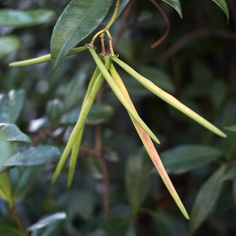Trachelospermum asiaticum Chili & Vanilla - Faux-jasmin  (Harvest)