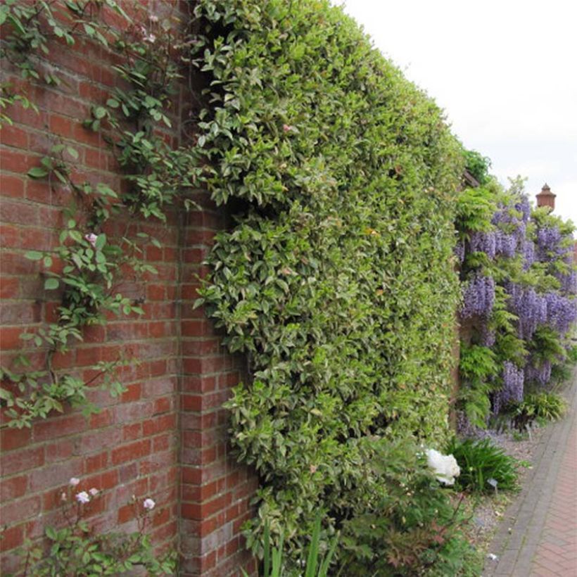 Trachelospermum jasminoides Variegatum - Jasmin étoilé (Plant habit)