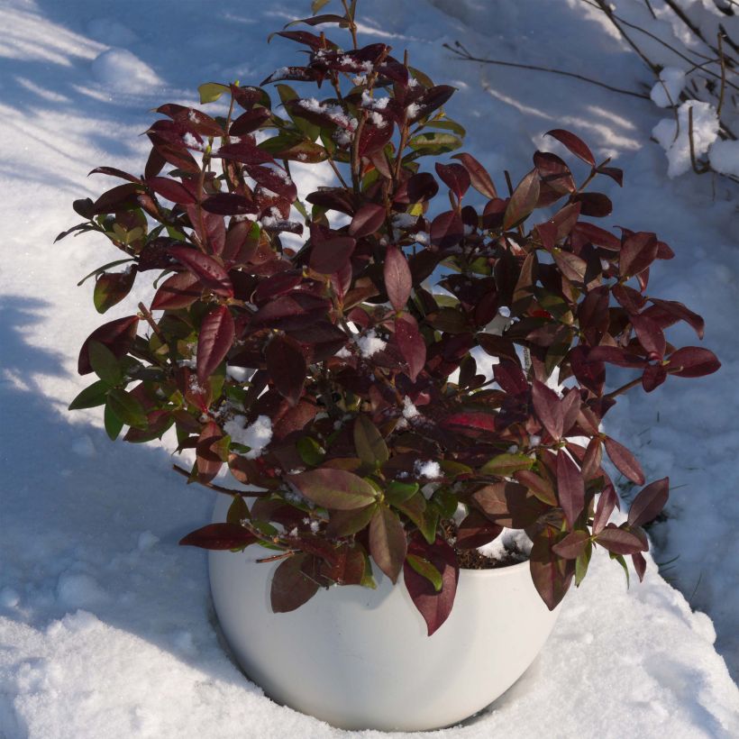 Trachelospermum jasminoides Winter Ruby - Jasmin étoilé (Plant habit)