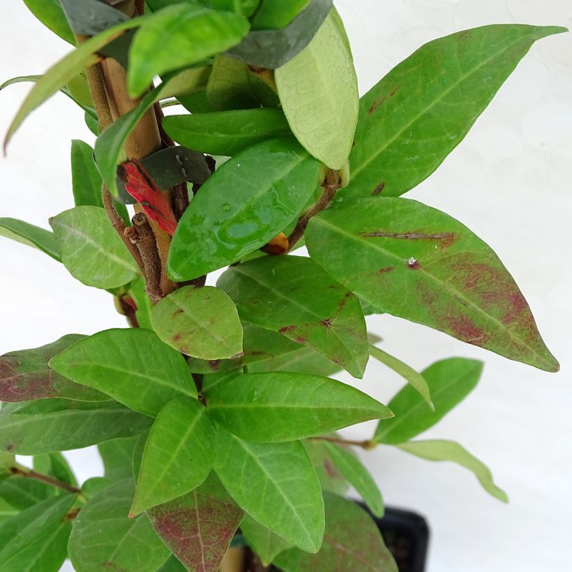 Trachelospermum jasminoides Winter Ruby - Jasmin étoilé (Foliage)