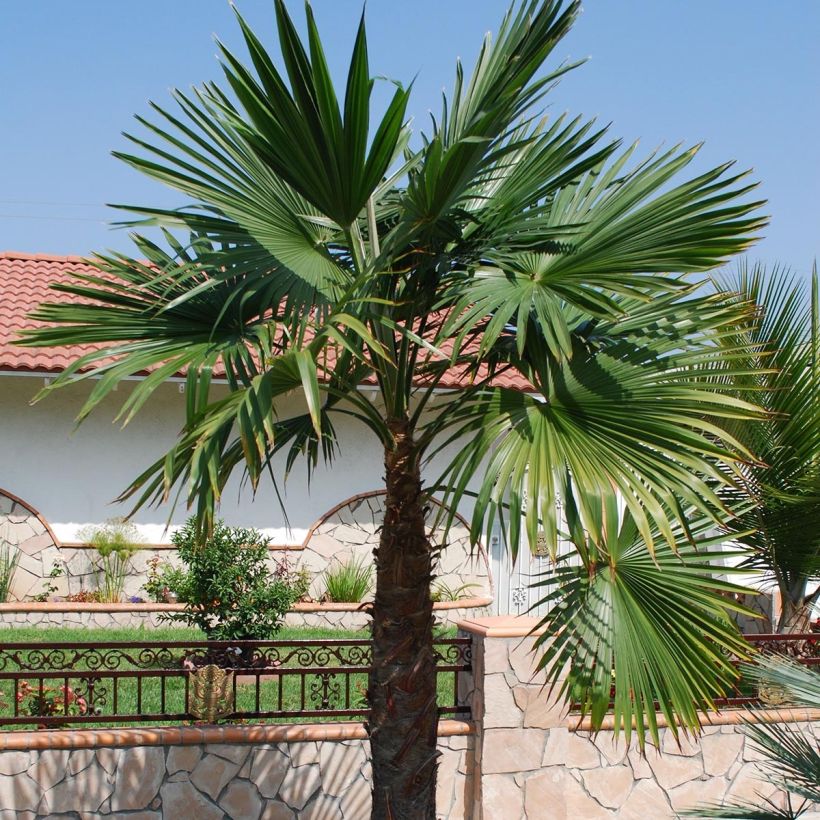 Trachycarpus latisectus - Palmier Windamere (Plant habit)