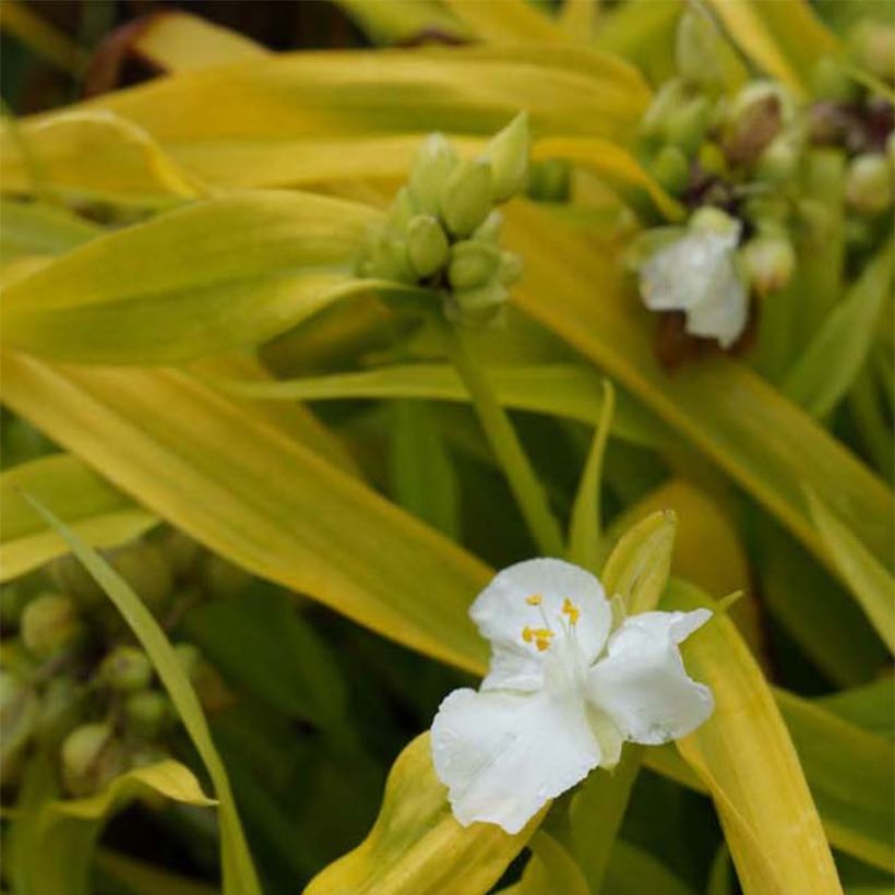 Éphémère de Virginie -Tradescantia andersoniana Angelic Charm (Flowering)