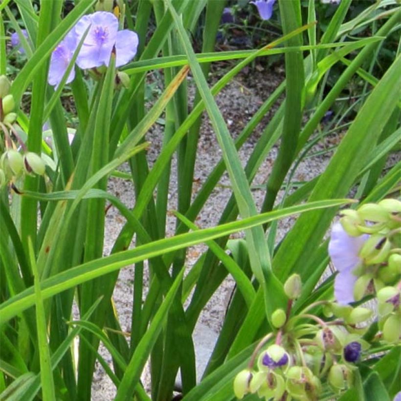 Ephémère de Virginie - Tradescantia andersoniana Little Doll (Foliage)