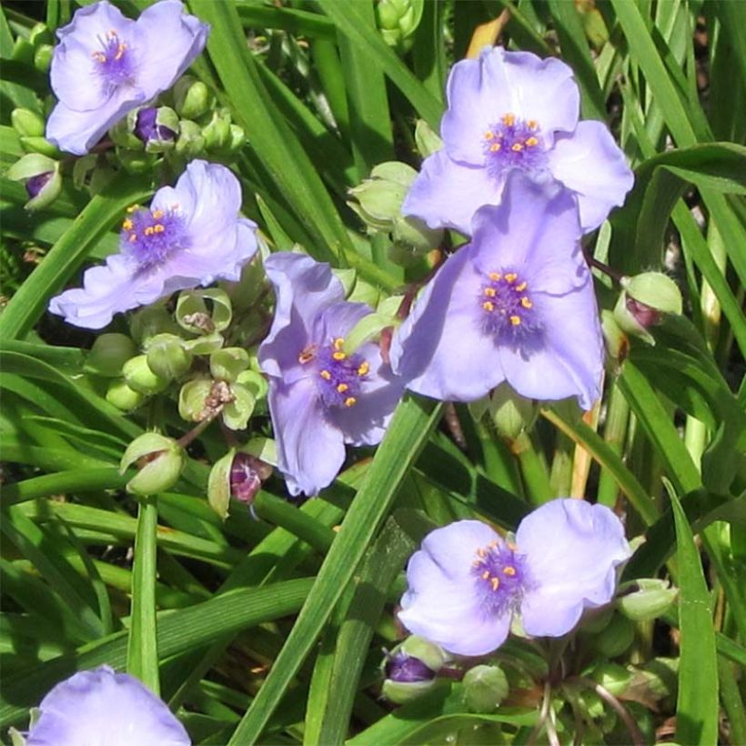 Ephémère de Virginie - Tradescantia andersoniana Little Doll (Flowering)