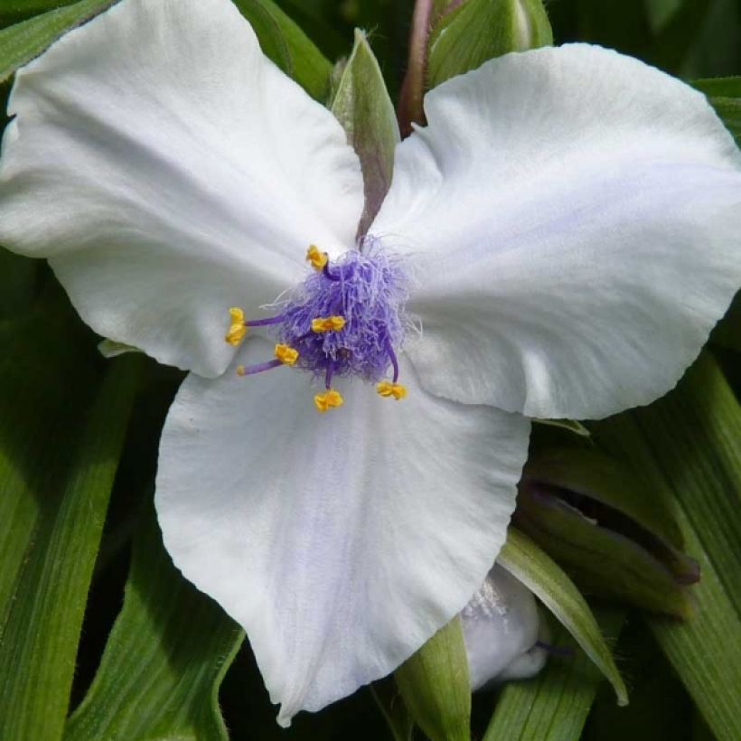Ephémère de Virginie - Tradescantia andersoniana Osprey (Flowering)