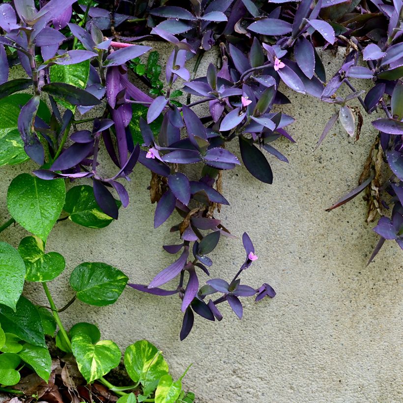 Tradescantia pallida Purple Heart - Misère pourpre (Plant habit)
