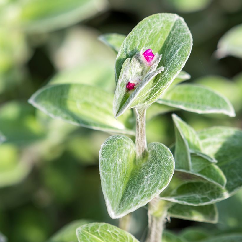 Tradescantia sillamontana - Misère laineuse (Foliage)