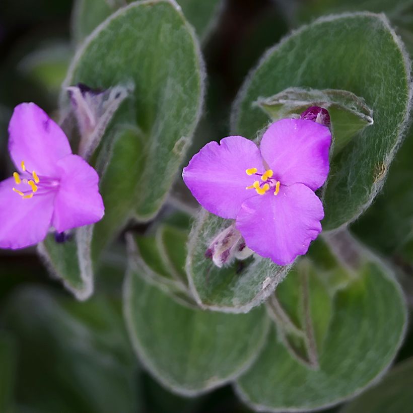 Tradescantia sillamontana - Misère laineuse (Flowering)