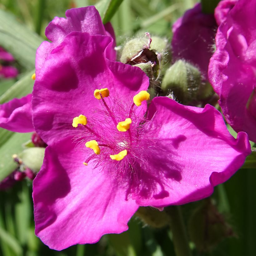 Tradescantia virginiana Brevicaulis - Ephémère de Virginie (Flowering)