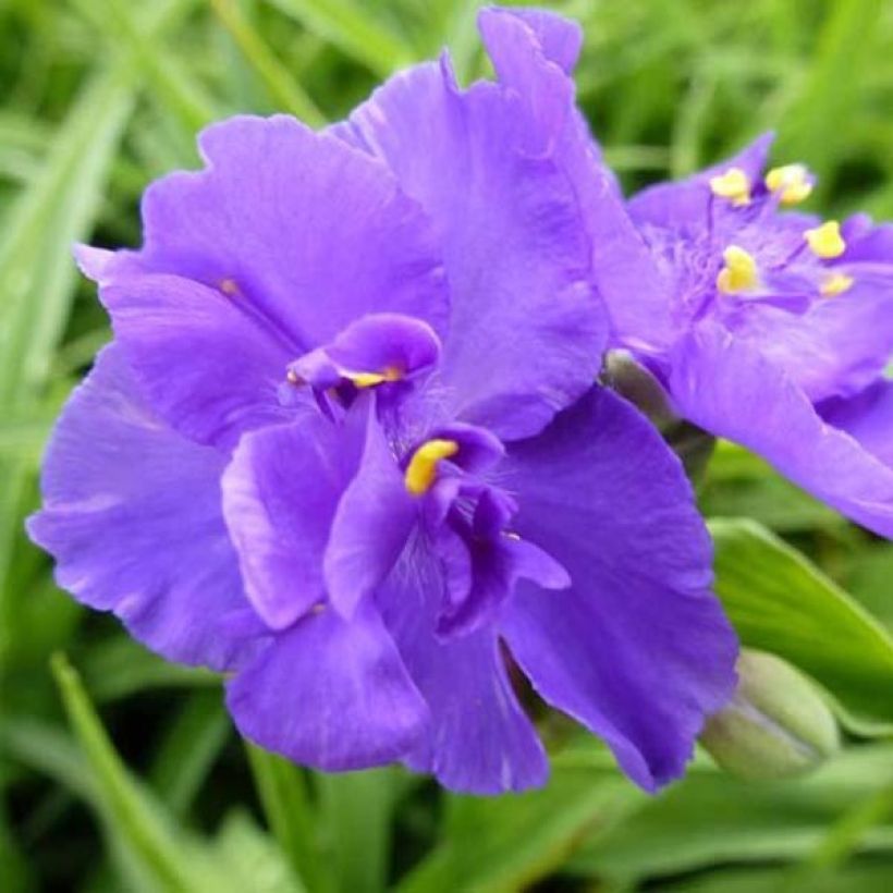 Ephémère de Virginie - Tradescantia virginiana Zwanenburg Blue (Flowering)