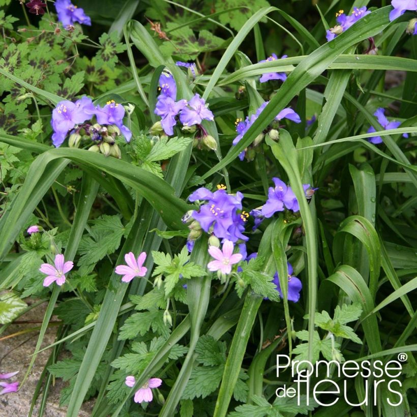 Ephémère de Virginie - Tradescantia virginiana Zwanenburg Blue (Plant habit)