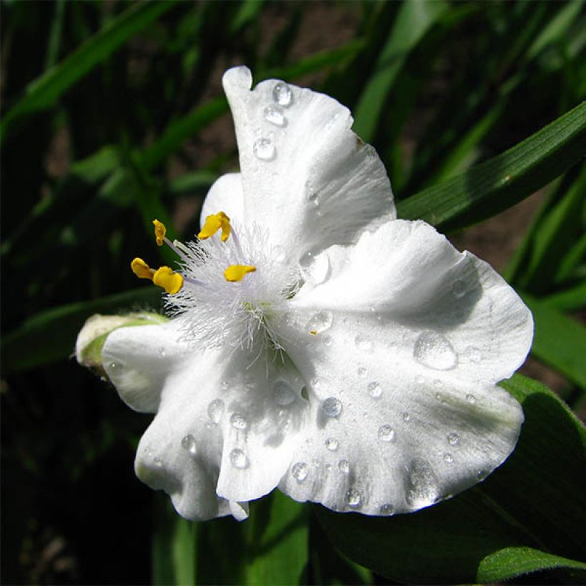 Ephémère de Virginie - Tradescantia x andersoniana Innocence  (Flowering)