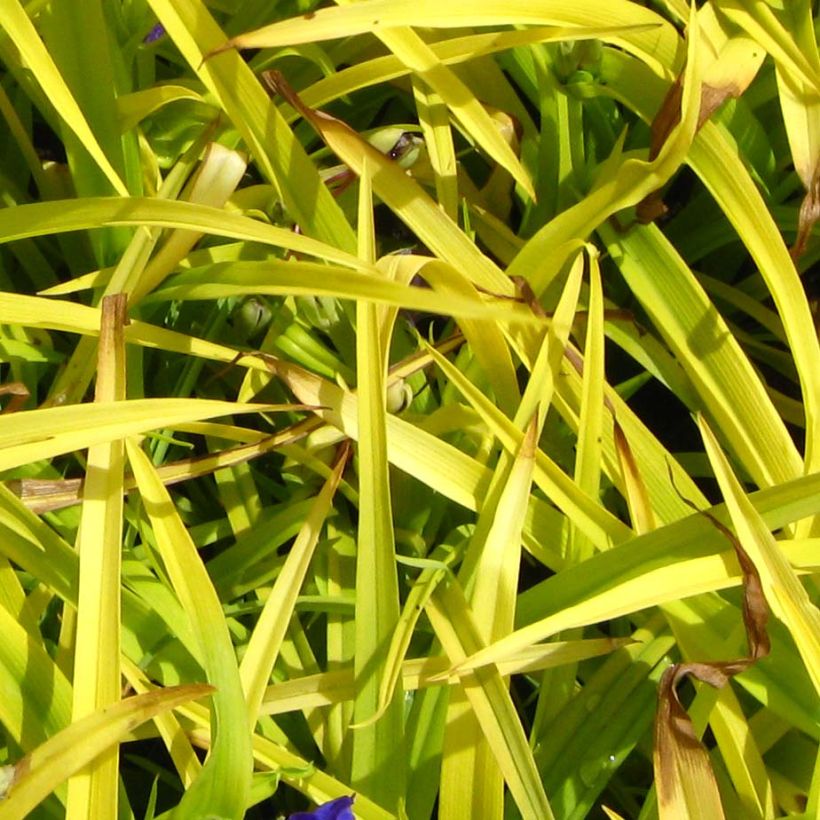 Éphémère de Virginie - Tradescantia andersoniana Sweet Kate (Foliage)