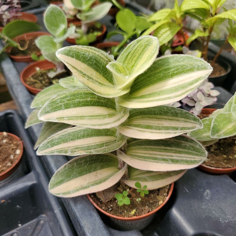 Tradescantia Brightness (Foliage)