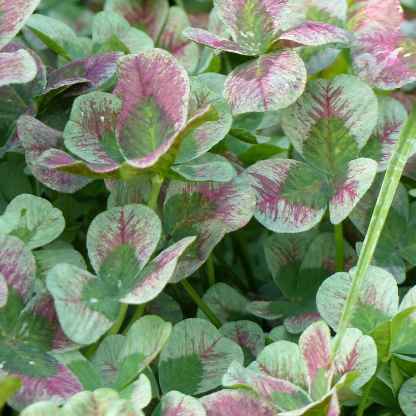 Trèfle d'ornement Angel Clover Chocolate (Foliage)