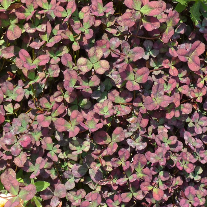 Trèfle d'ornement Angel Clover Chocolate (Plant habit)