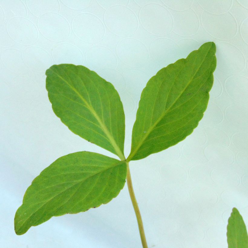 Trèfle d'eau - Menyanthes trifoliata (Foliage)