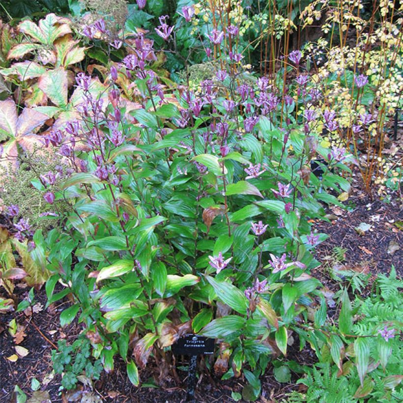 Lis orchidée - Tricyrtis formosana (Plant habit)