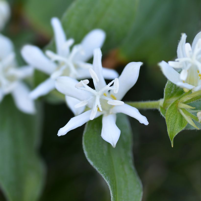 Lis Orchidée - Tricyrtis hirta Alba (Flowering)