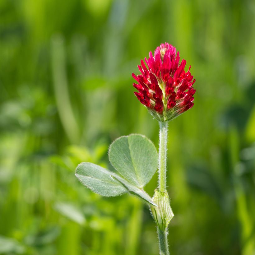 Trèfle incarnat - Engrais vert (Flowering)