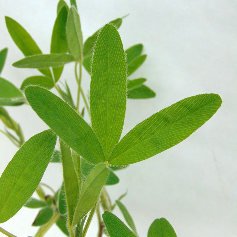 Trifolium ochroleucon - Trèfle beige (Foliage)