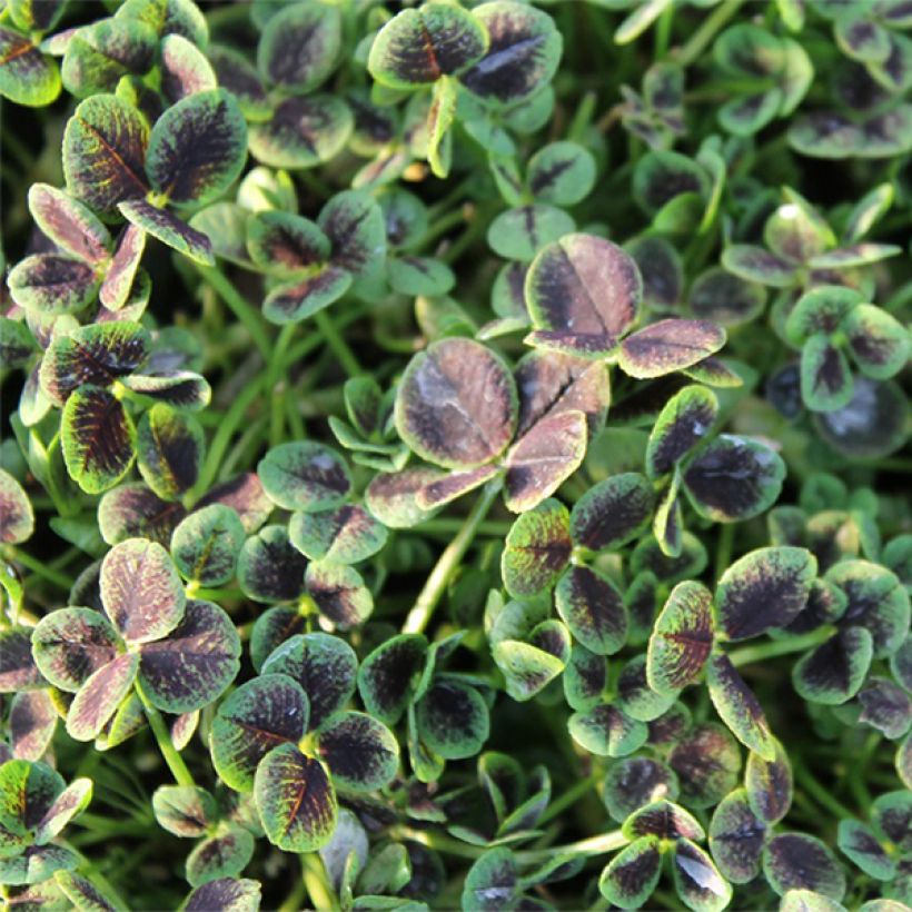 Trifolium repens Pentaphyllum - Trèfle incarnat (Foliage)